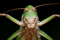 Isolated locust on black background, close-up