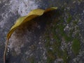 Isolated a lonely dry yellow leaf on a mossy floor, backgroundÂ  Royalty Free Stock Photo