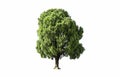 Isolated of lonely tree on white background with clipping path Royalty Free Stock Photo