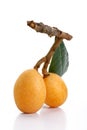 Isolated loquats Royalty Free Stock Photo