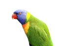 Isolated Lorikeet Royalty Free Stock Photo