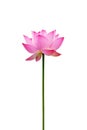 Isolated lotus flower