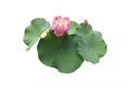 Isolated Lotus Flower Royalty Free Stock Photo