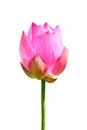 An isolated lotus flower 2 Royalty Free Stock Photo