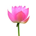 An isolated lotus flower Royalty Free Stock Photo