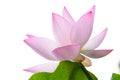 Isolated lotus flower and leaf Royalty Free Stock Photo