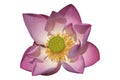 Isolated, lotus flower on white background. Clipping path Royalty Free Stock Photo