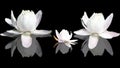 Isolated Lotus flowers Royalty Free Stock Photo