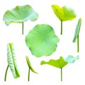 Isolated lotus leaf in different shapes