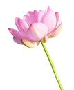 Isolated Lotus on the stem Royalty Free Stock Photo