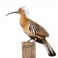 Isolated Lyre Bird on White Royalty Free Stock Photo