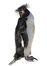 Isolated macaroni penguin