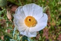 Isolated Macro of Beautiful White Prickly Poppy Argemone albiflora Texas Bull Nettle. Close Up