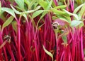Isolated macro of beet microgreen, micro green spouts growing in my window garden Royalty Free Stock Photo