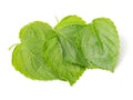Isolated macro image of a Green Perilla leaf, also known as Green Shiso, Oba leaf or Beefsteak plant