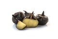 Isolated macro image of water chestnut Royalty Free Stock Photo