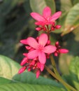 Isolated macro of a Jatropha firecracker bush in bloom with flowers and buds