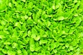 Isolated macro of living organic buttercrunch lettuce Royalty Free Stock Photo