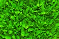 Isolated macro of living organic buttercrunch lettuce Royalty Free Stock Photo