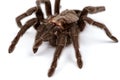 Isolated macro photo of brown spider Royalty Free Stock Photo