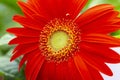 Isolated Macro Shot of Gerbera of Gelios Sort Flower Herbera Royalty Free Stock Photo
