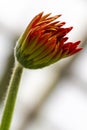 Isolated Macro Shot of Gerbera of Gelios Sort Flower Herbera Royalty Free Stock Photo