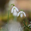 Isolated macro shot of a snowdrop Royalty Free Stock Photo