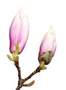 Isolated Magnolia Buds