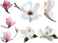 Isolated magnolia seven pink and white blooms