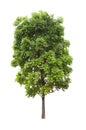 Isolated mahogany tree cut out on white background for landscape design Royalty Free Stock Photo
