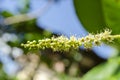 Isolated Malabar-almond Blossom