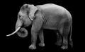 Isolated male asian elephant Royalty Free Stock Photo