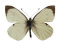 Isolated male Large White butterfly Royalty Free Stock Photo