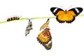 Isolated Male Leopard lacewing butterfly life cycle Royalty Free Stock Photo