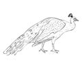 Isolated male peacock in black and white colors, outline original hand painted drawing