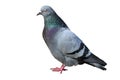 Isolated male pigeon