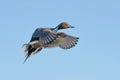 Isolated Male Pintail duck in flight about to land surrounded by blue sky Royalty Free Stock Photo