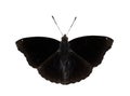 Isolated of Male Siamese Black Prince butterfly & x28; Rohana parisat