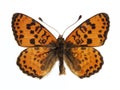 Isolated male spotted fritillary butterfly