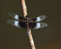 Isolated male widow skimmer dragonfly Royalty Free Stock Photo