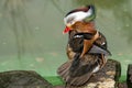 Isolated mandarin duck on the green water background Royalty Free Stock Photo