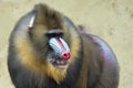 Isolated Mandrill Monkey portrait