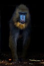 Isolated Mandrill Monkey portrait