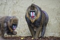 Isolated Mandrill Monkey portrait