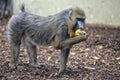 Isolated Mandrill Monkey portrait