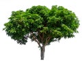 Isolated mango tree on white background with clipping path Royalty Free Stock Photo