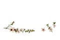 Isolated manuka flowers on white background with copy space