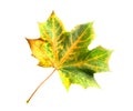 Isolated maple leaf Royalty Free Stock Photo