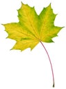 Isolated maple leaf Royalty Free Stock Photo