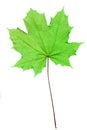 Isolated Maple leaf Royalty Free Stock Photo